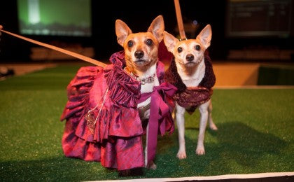 PET FASHION SHOW - PET CARNIVAL 2023