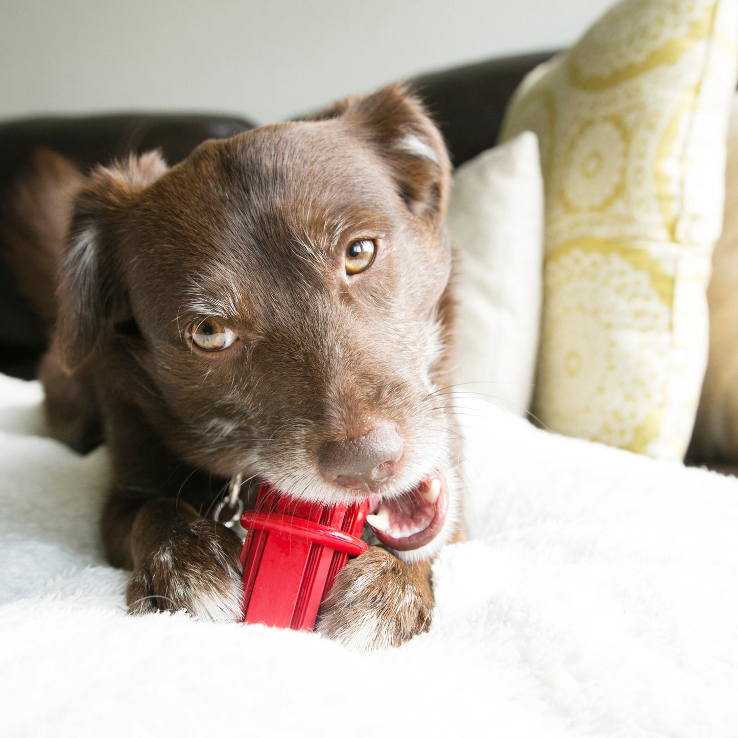 KONG DENTAL STICK DOG TOY