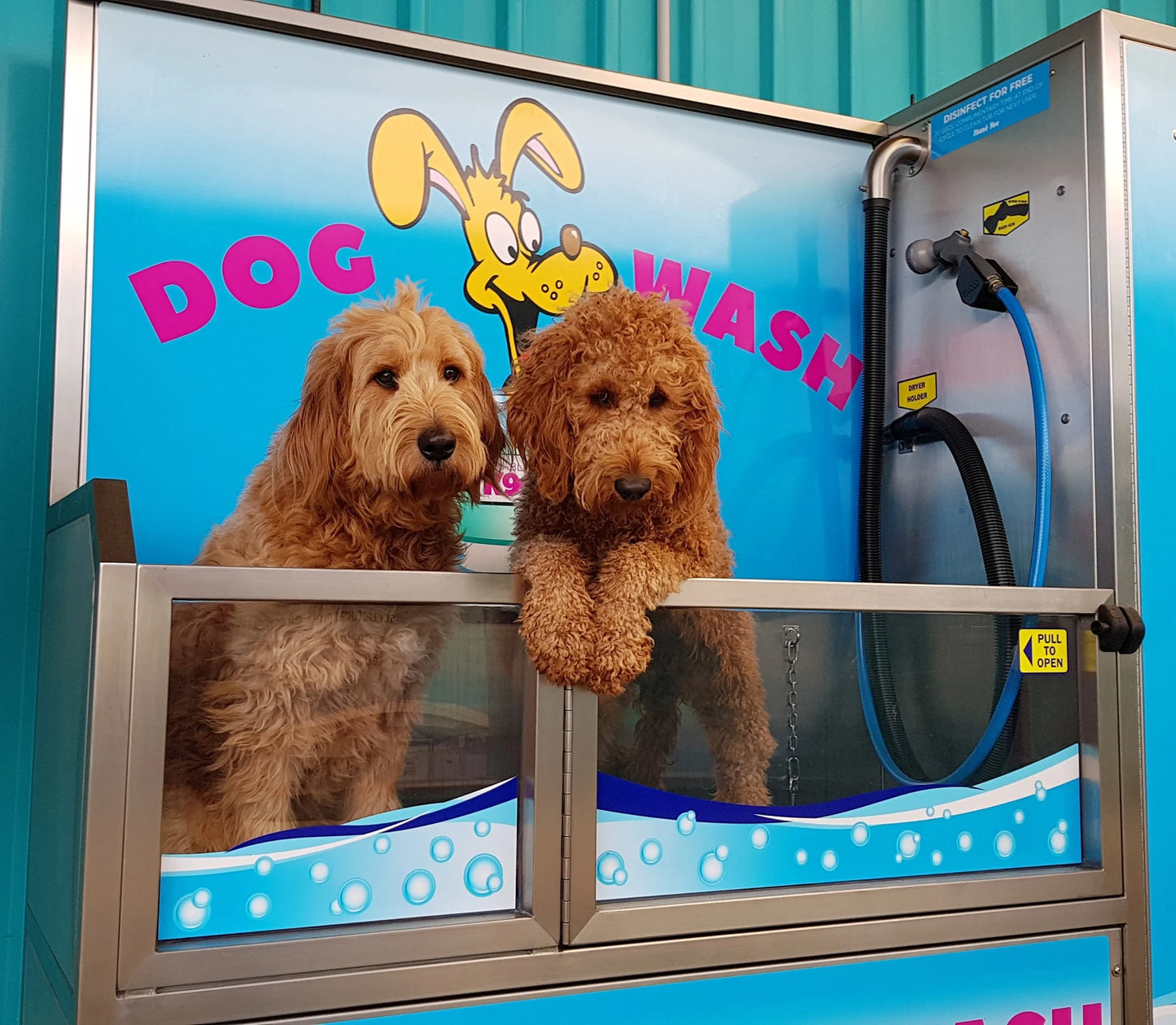 DOG WASH SERVICE