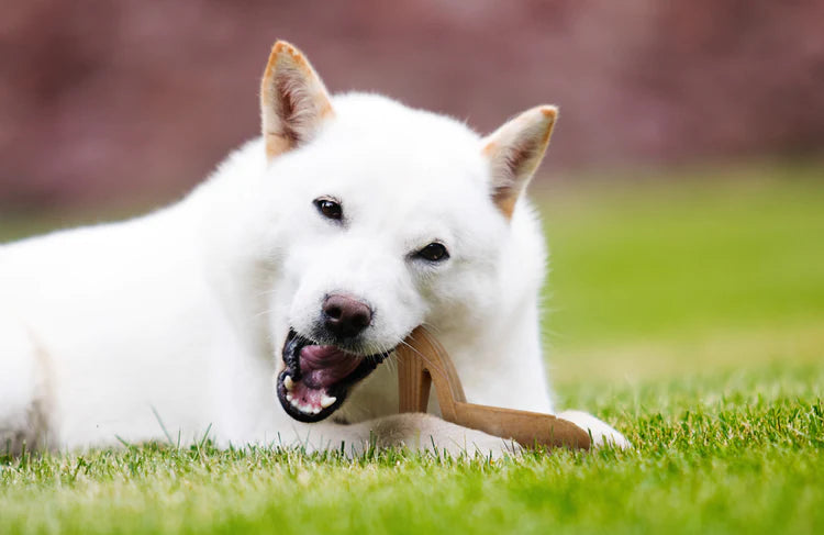POWERBONE CHEW TOY FOR DOGS
