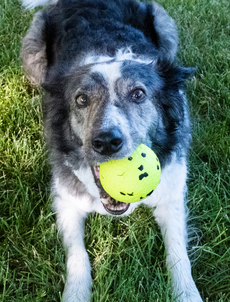 KONG REFLEX BALL DOG TOY
