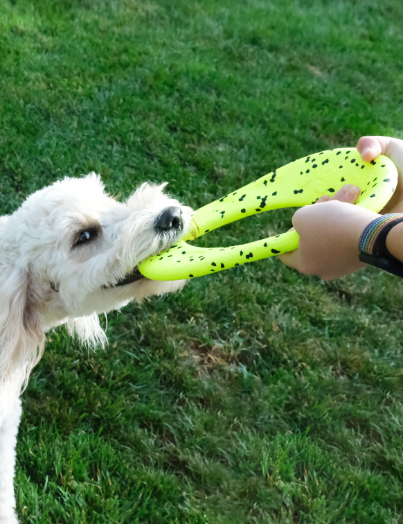 KONG REFLEX FLYER DOG TOY