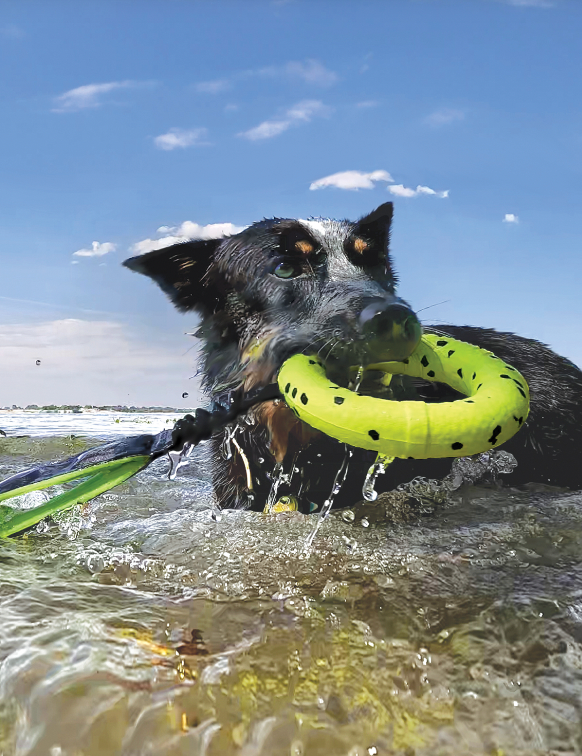 KONG REFLEX TUG DOG TOY