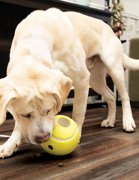 KONG REWARDS TENNIS BALL DOG TOY