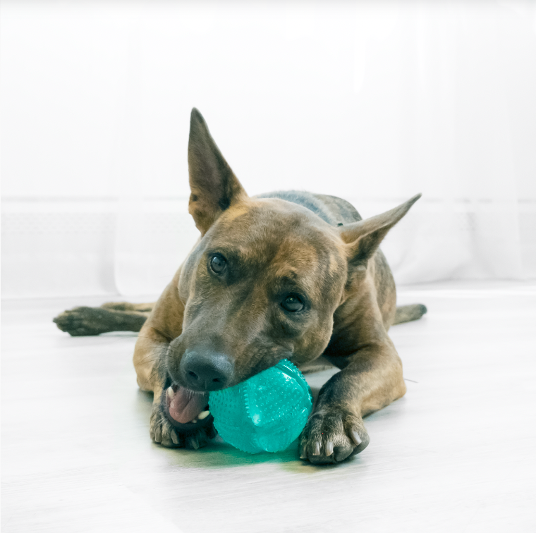 KONG SQUEEZZ DENTAL STICK DOG TOY - MEDIUM