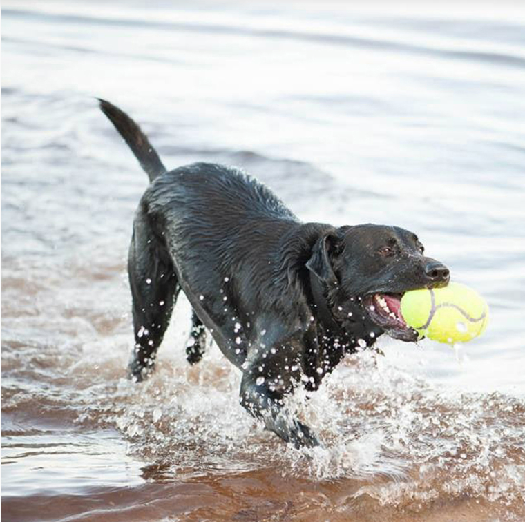KONG AIRDOG SQUEAKER FOOTBALL DOG TOY