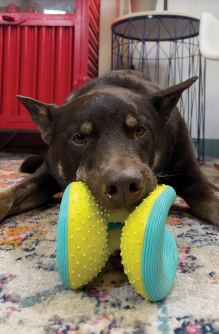 KONG WHOOSH RERUN DOG TOY