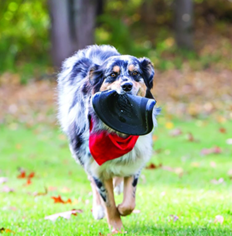 KONG EXTREME FLYER DOG TOY : LARGE