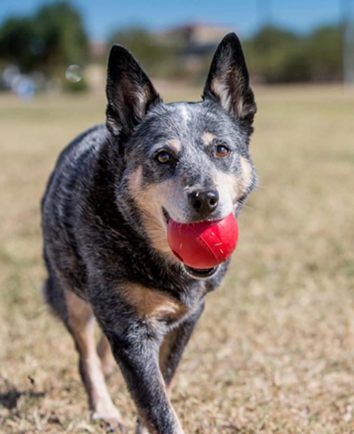 KONG CLASSIC BALL DOG TOY