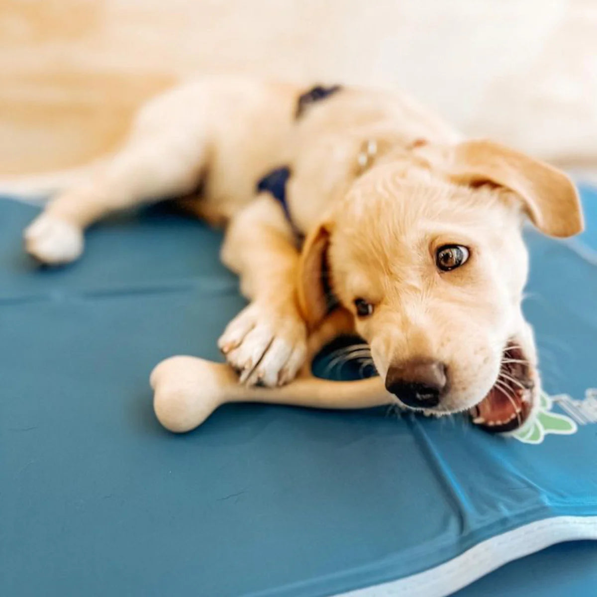BETTERBONE DURABILLITY CHEW TOY : SOFT, PERFECT FOR PUPPIES, SENIORS AND GENTLE CHEWERS
