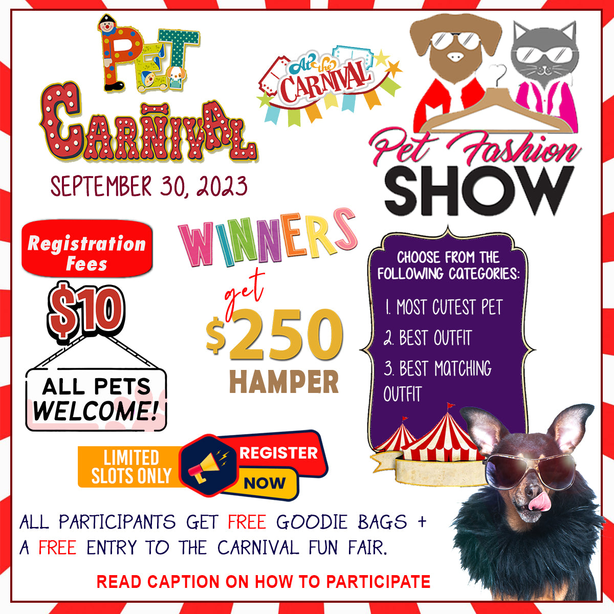 PET FASHION SHOW - PET CARNIVAL 2023