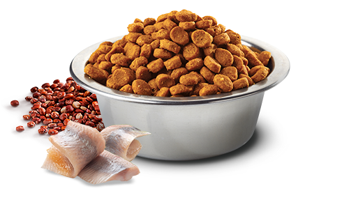 FARMINA N&D OCEAN: HERRING & QUINOA SKIN & COAT ADULT CAT FOOD