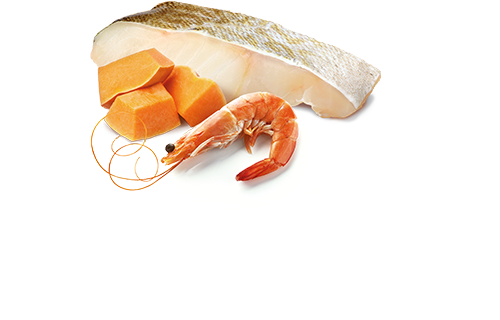 FARMINA N&D OCEAN - COD, SHRIMP & PUMPKIN ADULT WET CAT FOOD