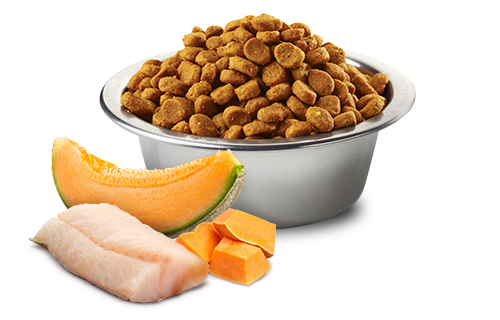 FARMINA N&D OCEAN - COD, PUMPKIN AND CANTALOUPE MELON PUPPY - MINI BREED