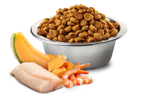 FARMINA N&D OCEAN: COD, SHRIMP, PUMPKIN & CANTALOUPE KITTEN FOOD
