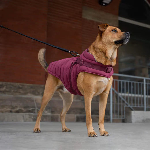CANADA POOCH HARNESS PUFFER