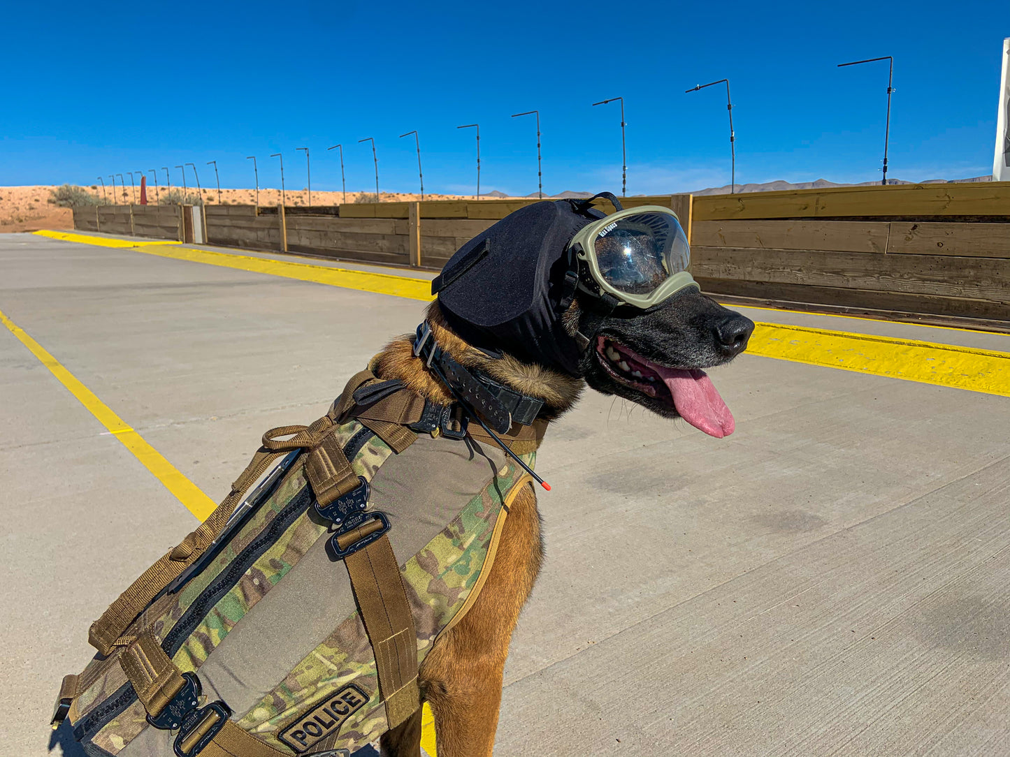 REX SPECS EAR PRO FOR DOGS