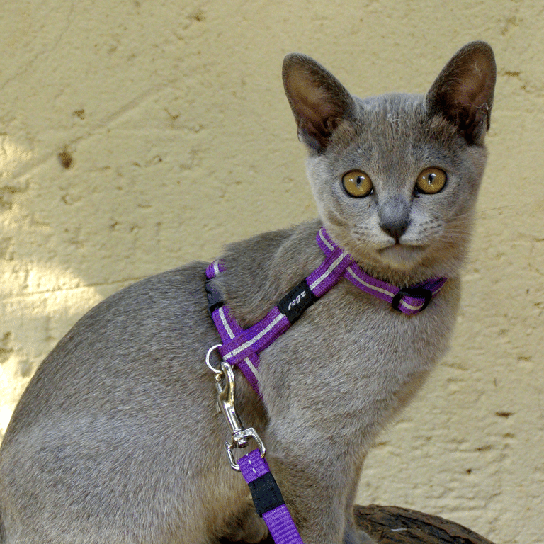 ROGZ ALLEY CAT CLASSIC HARNESS & LEAD SET