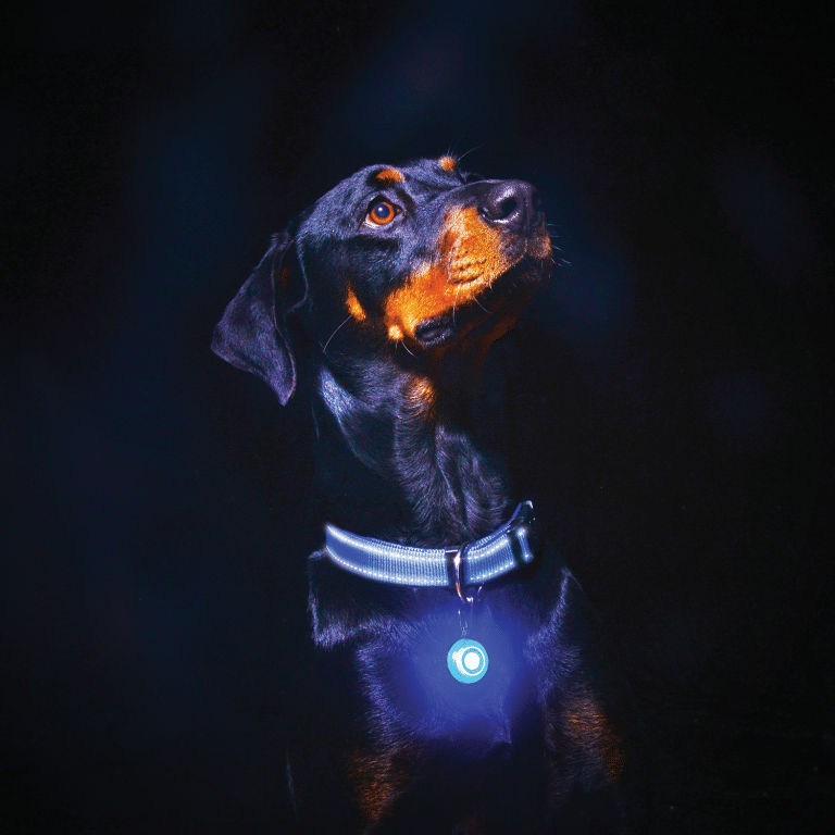 Dog collar safety clearance light