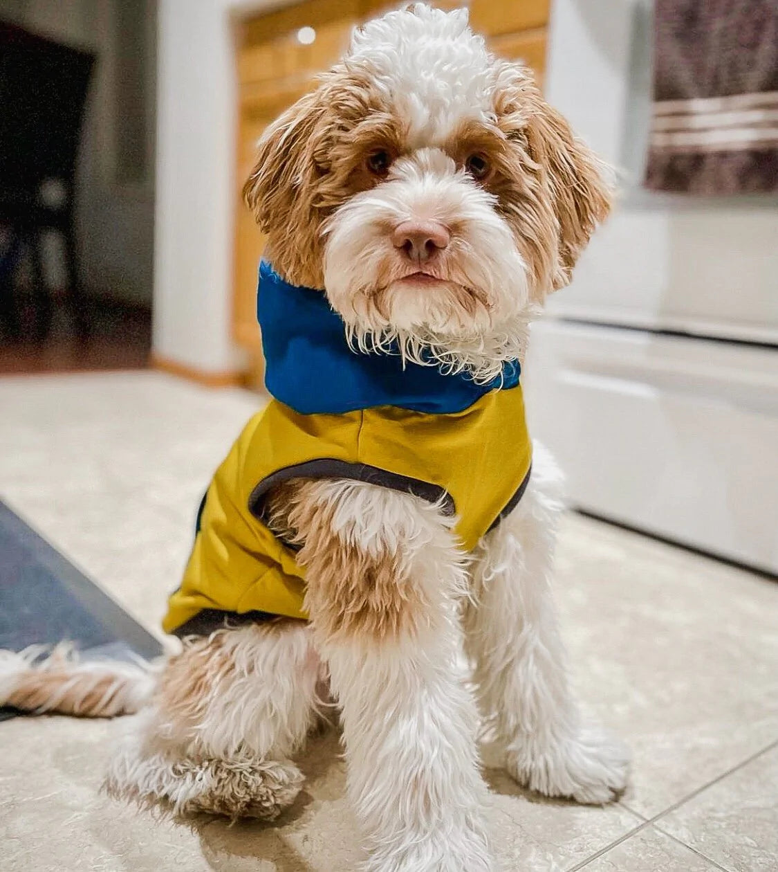 SHARPER BARKER FLEECE HOODIES COLOR BLOCK : NUGGET