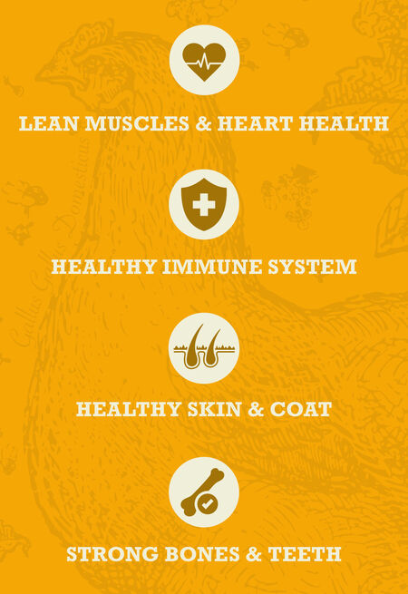 ACANA HEALTHY GRAINS FREE RUN POULTRY RECIPE DRY FOOD