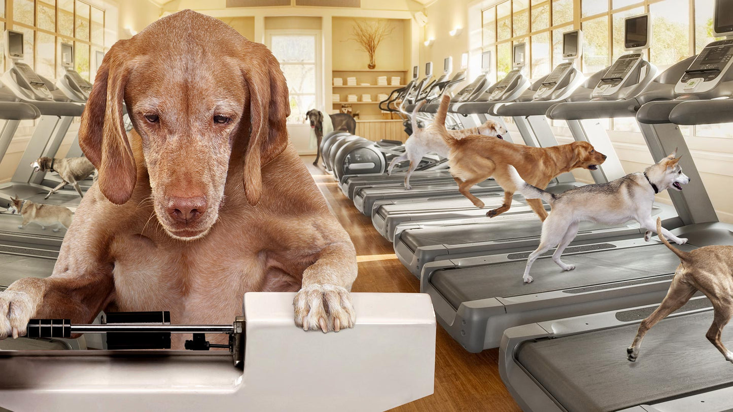FROMM WEIGHT MANAGEMENT GOLD DOG FOOD