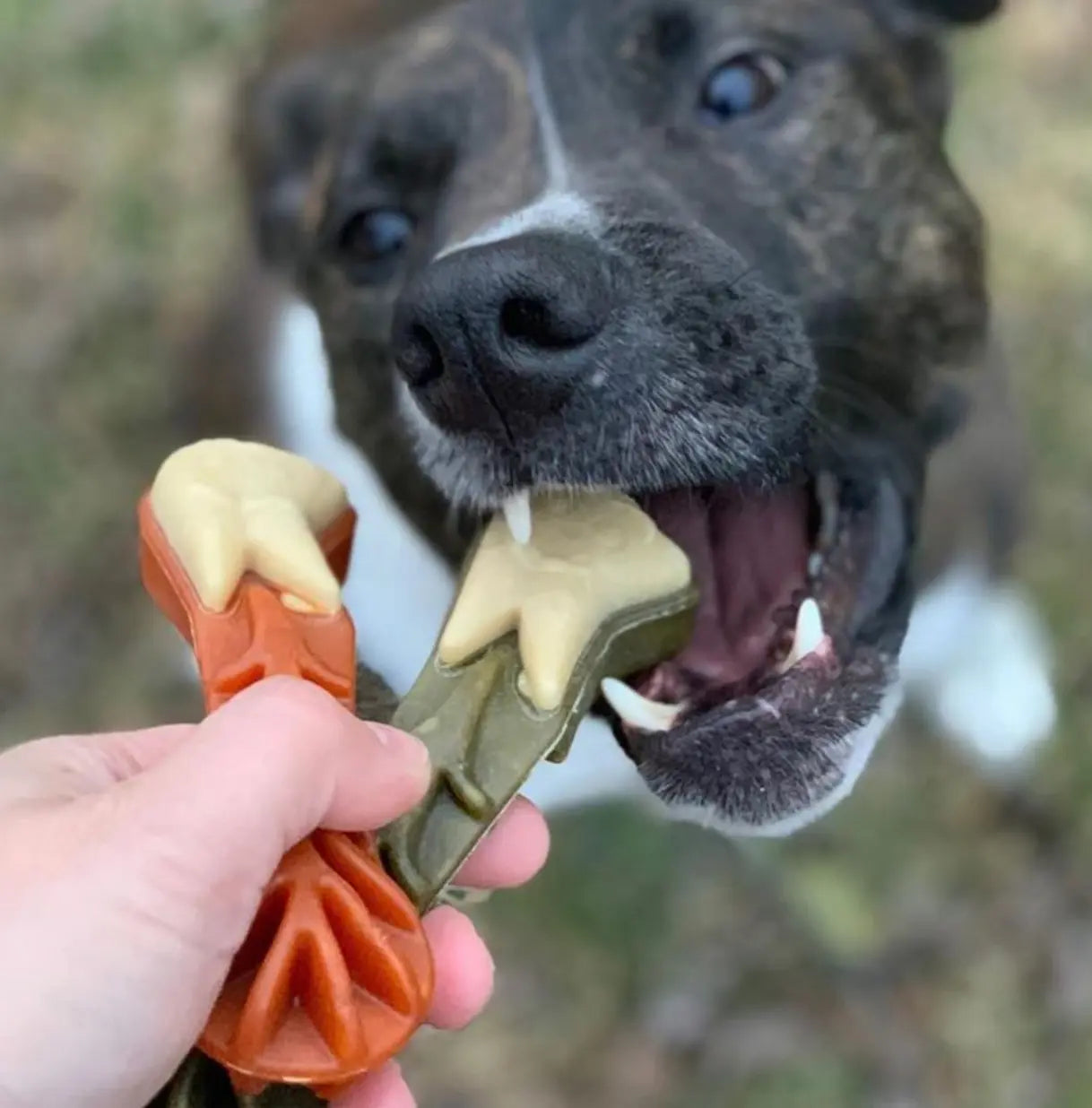 WHIMZEES DENTAL - BRUSHZEES