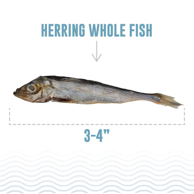 ICELANDIC HERRING WHOLE FISH CAT TREATS