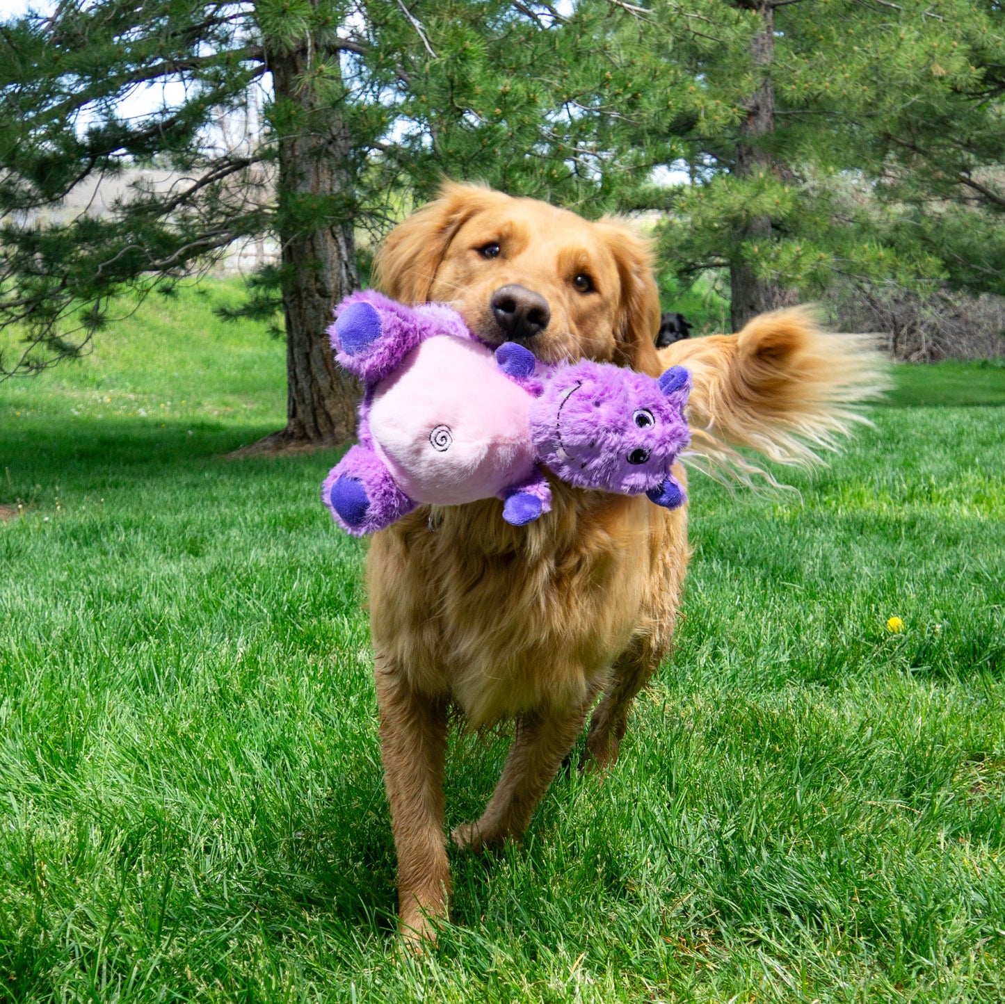 KONG KNOTS BELLY HIPPO MD/LG DOG TOY