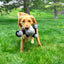KONG KNOTS BELLY GORILLA MD/LG DOG TOY