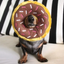 ZIPPY PAWS DONUTZ DOG TOY - CHOCOLATE