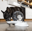 MCLOVINS GRAVITY WATERER AND FEEDER - CATS AND SMALL DOGS