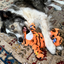 KONG WILD KNOTS TIGER DOG TOY