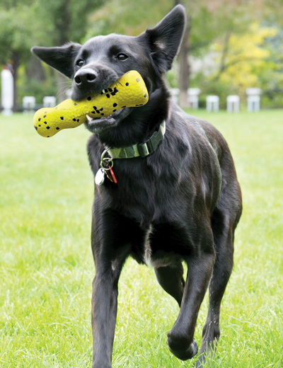 KONG REFLEX STICK DOG TOY