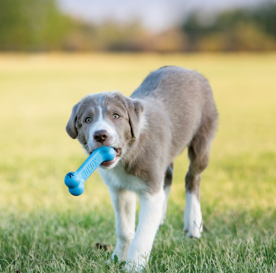 KONG PUPPY GOODIE BONE