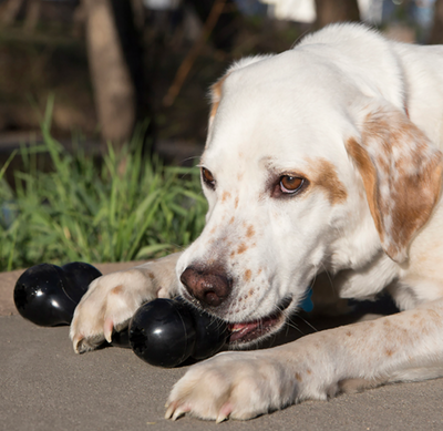 KONG EXTREME LARGE GOODIE BONE DOG TOY