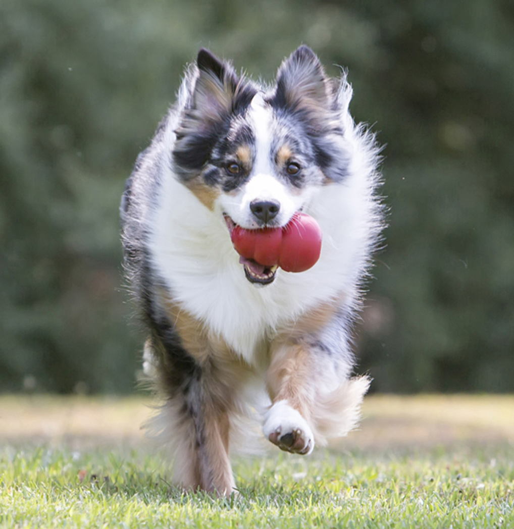 KONG CLASSIC DOG TOY