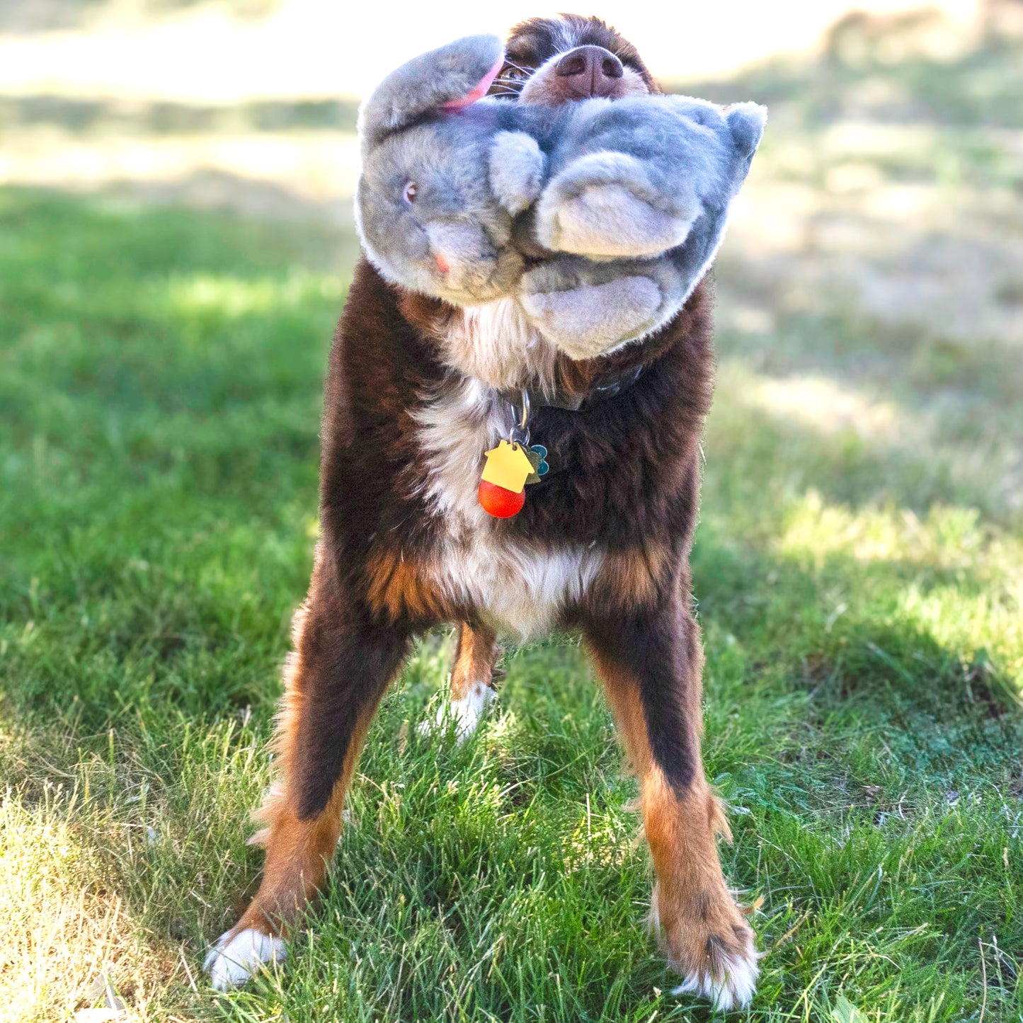KONG TOUGHZ BUNNY DOG TOY