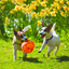 KONG JUMBLER FLINGERZ DOG TOY