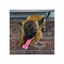 KONG PUPPY CURVE CHEWSTIX DOG TOY