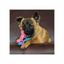 KONG PUPPY CHEWSTIX LINK BONE DOG TOY