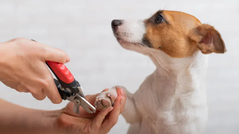 NAIL TRIMMING SERVICE