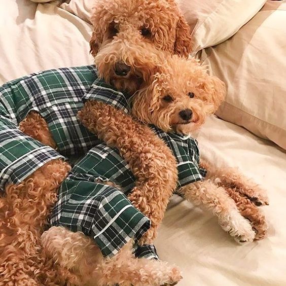 FAB DOG PAJAMAS : GREEN PLAID