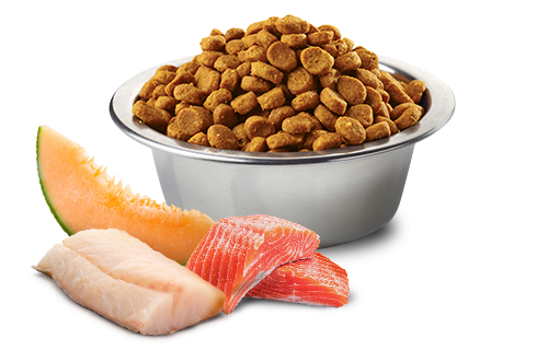 FARMINA N&D OCEAN - SALMON, COD & CANTALUPE MELON ADULT - MEDIUM & MAXI BREEDS