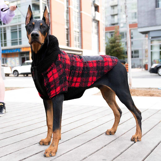 CANADA POOCH COOL FACTOR HOODIE : RED PLAID