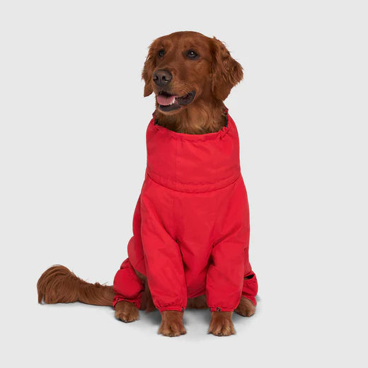 Dog online in snowsuit