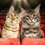 FROMM ADULT GOLD CAT FOOD