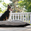 BE ONE BREED: MEMORY FOAM CLOUD PILLOWS -CLASSIC DOG